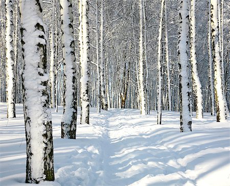 russisch (alles) - Path in sunny winter forest Foto de stock - Super Valor sin royalties y Suscripción, Código: 400-07330317