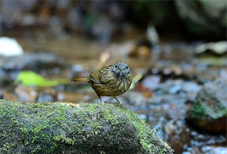 beautiful Streaked Wren Babbler (Napothera brevicaudata) in Thai forest Stock Photo - Budget Royalty-Free & Subscription, Code: 400-07330354