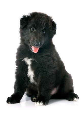 picture of a puppy belgian sheepdog groenendael Stock Photo - Budget Royalty-Free & Subscription, Code: 400-07330425