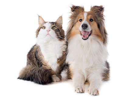 simsearch:400-07123545,k - portrait of a purebred shetland dog and maine coon cat in front of white background Stock Photo - Budget Royalty-Free & Subscription, Code: 400-07330454