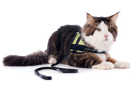 simsearch:400-07296490,k - portrait of a purebred  maine coon cat on a white background Photographie de stock - Aubaine LD & Abonnement, Code: 400-07330457