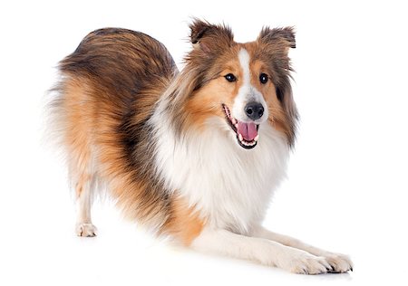 sheltie - portrait of a purebred shetland dog in front of white background Stock Photo - Budget Royalty-Free & Subscription, Code: 400-07330452