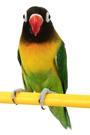 photovova (artist) - a beautiful green parrot lovebird isolated on white background Photographie de stock - Aubaine LD & Abonnement, Code: 400-07330562