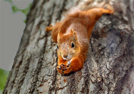 simsearch:400-08933061,k - Squirrel hanging on a tree Photographie de stock - Aubaine LD & Abonnement, Code: 400-07331037
