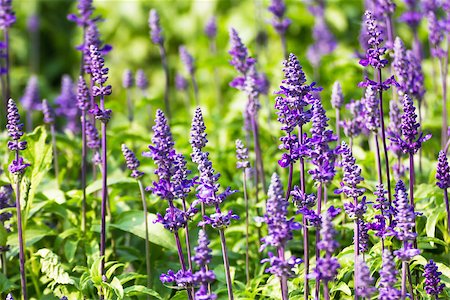 simsearch:400-07039820,k - Meadow with blooming Blue Salvia herbal flowers. Blue Salvia is plant in the mint family. Stock Photo - Budget Royalty-Free & Subscription, Code: 400-07332194