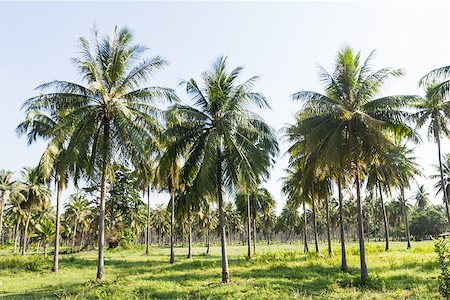 Coconut plantation on the Samui Island in Thailand Fotografie stock - Microstock e Abbonamento, Codice: 400-07332200