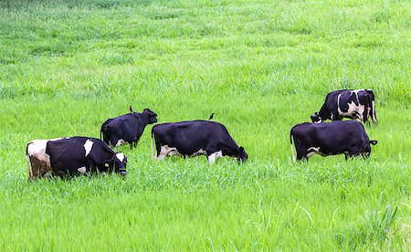 female black cow - Cows black and white on the pasture Stock Photo - Budget Royalty-Free & Subscription, Code: 400-07332201