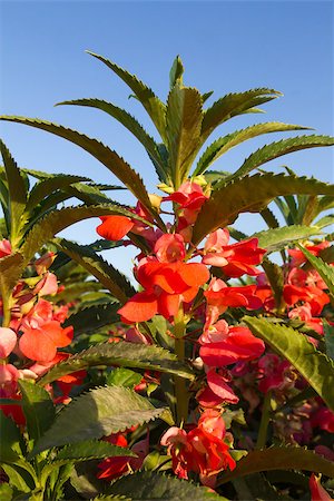 simsearch:400-07039820,k - Rose Balsam or Impatiens balsamina Linn and blue sky Stock Photo - Budget Royalty-Free & Subscription, Code: 400-07332217