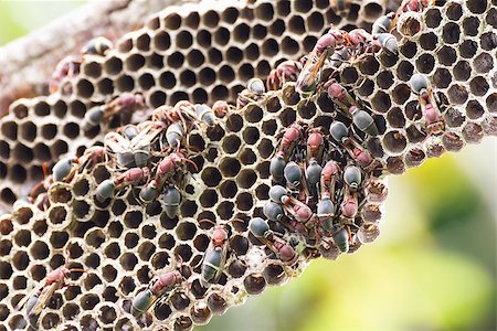 Nest of Hornet. Larvae and adults in the nest axis on tree. Stock Photo - Budget Royalty-Free & Subscription, Code: 400-07332210