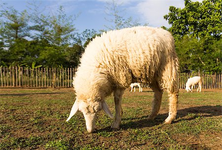 simsearch:400-04672084,k - Sheep grazing   in the farm in a sunny day. Fotografie stock - Microstock e Abbonamento, Codice: 400-07332220