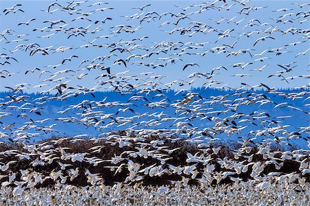 flock of geese - Hundreds of Snow Geese Taking Off Flying In Response to Threat In Sunlight Stock Photo - Budget Royalty-Free & Subscription, Code: 400-07332322