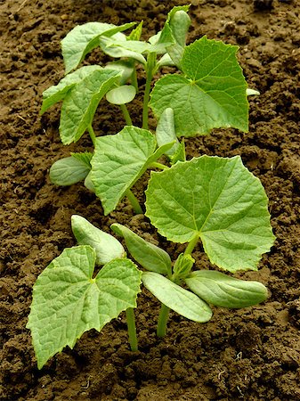 simsearch:400-07302217,k - small cucumber plants growing on a bed Stock Photo - Budget Royalty-Free & Subscription, Code: 400-07332406