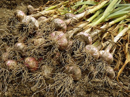dleonis (artist) - some garlic bulbs with tops on the ground Foto de stock - Royalty-Free Super Valor e Assinatura, Número: 400-07332409