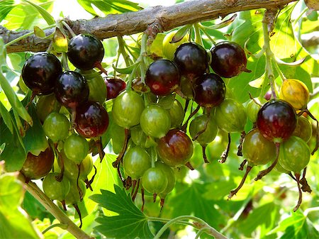 bunches of blackcurrant ripening on branch Stock Photo - Budget Royalty-Free & Subscription, Code: 400-07332403