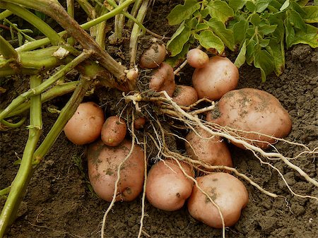 simsearch:400-05682396,k - potato plant with tubers digging up from the ground Stock Photo - Budget Royalty-Free & Subscription, Code: 400-07332414