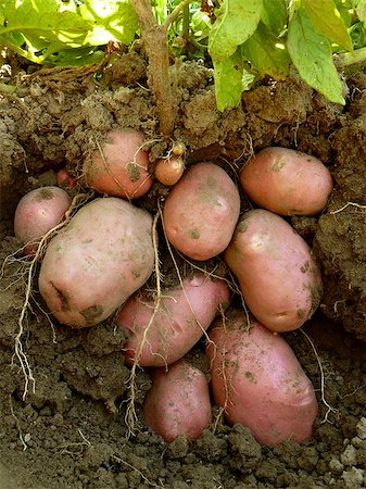 potato land - potato plant with tubers digging up from the ground Stock Photo - Budget Royalty-Free & Subscription, Code: 400-07332415
