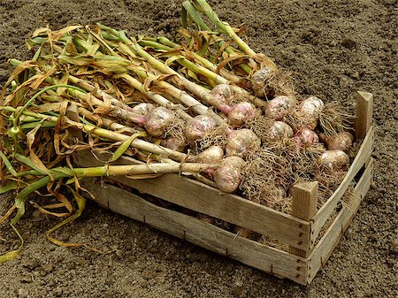 dleonis (artist) - garlic harvest in wooden box Foto de stock - Royalty-Free Super Valor e Assinatura, Número: 400-07332410