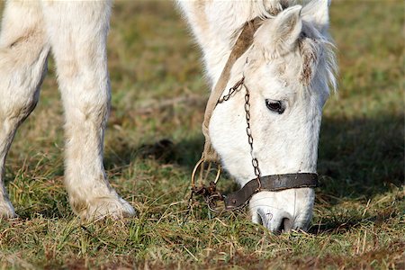 closeup of grazing white horse in the field Photographie de stock - Aubaine LD & Abonnement, Code: 400-07332582