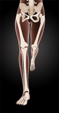 simsearch:400-06768229,k - 3D render of female medical skeleton legs running Fotografie stock - Microstock e Abbonamento, Codice: 400-07332793