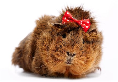 Funny guinea pig portrait over white background Stock Photo - Budget Royalty-Free & Subscription, Code: 400-07404876