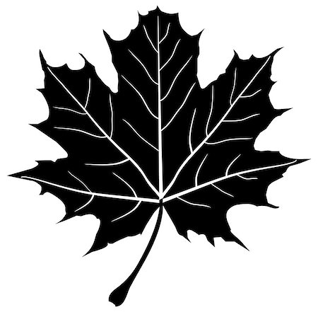 vector maple leaf Stock Photo - Budget Royalty-Free & Subscription, Code: 400-07405147