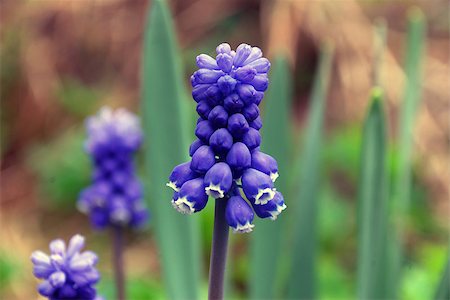 Bright blue flowers on a background of green leaves Stock Photo - Budget Royalty-Free & Subscription, Code: 400-07405176