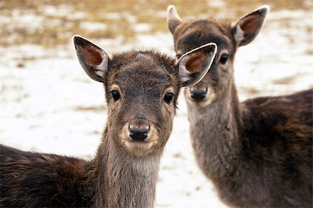 simsearch:400-04793517,k - A shot of two young fallow deers. (Dama dama) Foto de stock - Super Valor sin royalties y Suscripción, Código: 400-07405186