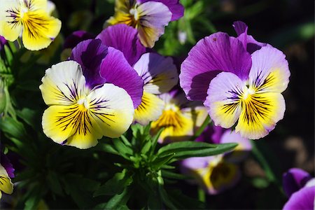 Bright flowers viola on a background of green leaves Stock Photo - Budget Royalty-Free & Subscription, Code: 400-07405209
