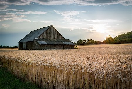 abandoned shack in the field at sunset Photographie de stock - Aubaine LD & Abonnement, Code: 400-07405236