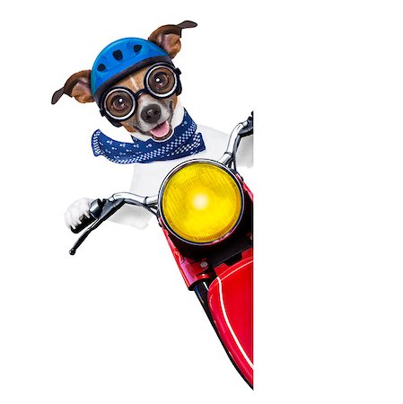 riding a bike funny pic - motorbike dog beside a blank white banner Stock Photo - Budget Royalty-Free & Subscription, Code: 400-07405595