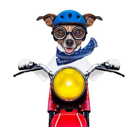 simsearch:400-07728896,k - motorbike dog at speed with helmet and crazy glasses Stock Photo - Budget Royalty-Free & Subscription, Code: 400-07405596