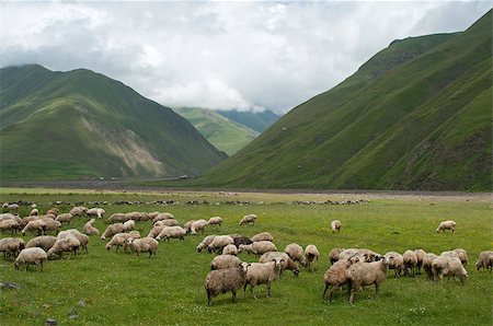 simsearch:400-04484942,k - This is a green meadow with sheep. Mountains are in the background. Foto de stock - Super Valor sin royalties y Suscripción, Código: 400-07406630
