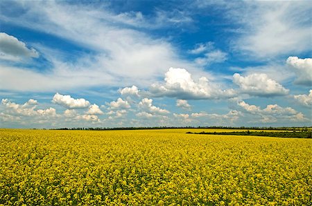 simsearch:400-06918933,k - Thisis a rural spring landscape with ripe field. Yelow bright field and blue sky are  life-asserting. Foto de stock - Super Valor sin royalties y Suscripción, Código: 400-07406631