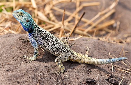 rock agama Stockbilder - Microstock & Abonnement, Bildnummer: 400-07406781