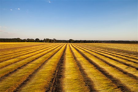 etretat - flax fields during the harvest of August near the city of Etretat,  in Normandy, France Photographie de stock - Aubaine LD & Abonnement, Code: 400-07406992