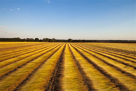 etretat - flax fields during the harvest of August near the city of Etretat,  in Normandy, France Foto de stock - Royalty-Free Super Valor e Assinatura, Número: 400-07406992