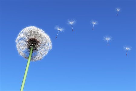 dandelion and some flying seeds carried by the wind on a blue sky as background Stock Photo - Budget Royalty-Free & Subscription, Code: 400-07407034