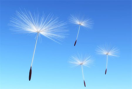 some flying seeds of dandelion are carried by the wind on a blue sky as background Fotografie stock - Microstock e Abbonamento, Codice: 400-07407039