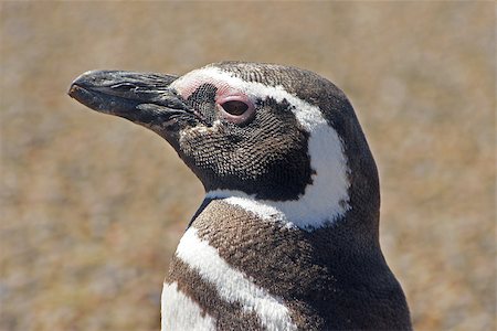 Colony of Magellanic Penguins, Punta Tombo, Argentina, South America Stockbilder - Microstock & Abonnement, Bildnummer: 400-07407138