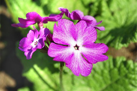 Bright pink flowers on a background of green leaves Stock Photo - Budget Royalty-Free & Subscription, Code: 400-07407495