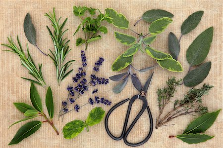 sage blossom - Herb selection with scissors over old brown paper background. Stock Photo - Budget Royalty-Free & Subscription, Code: 400-07407629