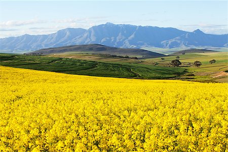 Agricultural land with canola flowers overlooking snow capped mountain range Stock Photo - Budget Royalty-Free & Subscription, Code: 400-07407974