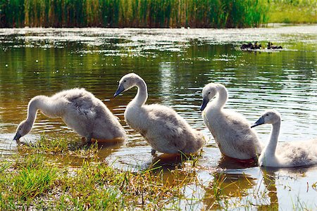 simsearch:400-05070496,k - swan chicks Stock Photo - Budget Royalty-Free & Subscription, Code: 400-07408001