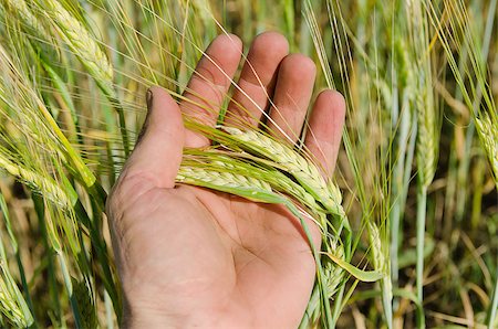 simsearch:400-06918933,k - hand with green barley Photographie de stock - Aubaine LD & Abonnement, Code: 400-07408415