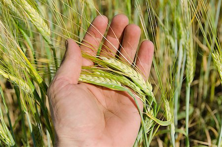 hand with green barley Stock Photo - Budget Royalty-Free & Subscription, Code: 400-07408415