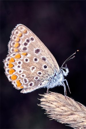 butterfly eating on a flower in a meadow Foto de stock - Royalty-Free Super Valor e Assinatura, Número: 400-07408917