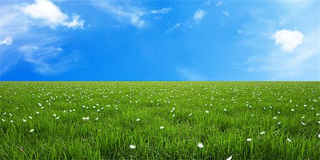 grass and sky Stock Photo - Budget Royalty-Free & Subscription, Code: 400-07409265