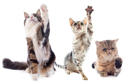 simsearch:400-06333787,k - playing purebred cats on a white background Stock Photo - Budget Royalty-Free & Subscription, Code: 400-07409335