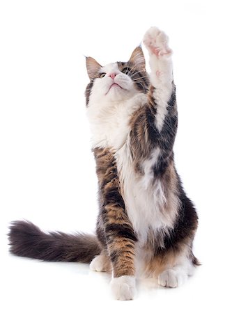 simsearch:400-07124274,k - portrait of a purebred  maine coon cat on a white background Foto de stock - Super Valor sin royalties y Suscripción, Código: 400-07409336