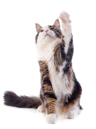 simsearch:400-06857345,k - portrait of a purebred  maine coon cat on a white background Photographie de stock - Aubaine LD & Abonnement, Code: 400-07409336